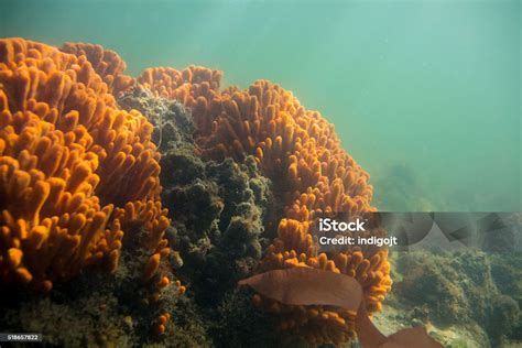  Beard Sponge: A Master Of Disguise In The Vast Underwater World