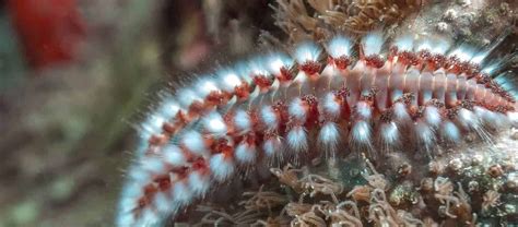 Fanworm, een fascinerende borstelworm die zich vastklampt aan de zeebodem en zijn tentakels gebruikt om voedsel te vangen!