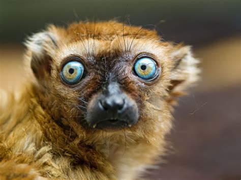  Lemuur! Een Reptiel Met Vliegenierenogen En De Schijnse Kleur Van Smaragdgroene Schuppen