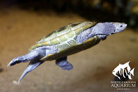 Terrapin: De Verlegen Schildpad die zich Verstopt in een Vloeiend Paleis van Waterplanten!