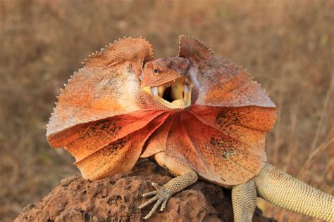  Frilled Lizard:  Een reptiel met een halskraag die adembenemend kan opvallen!