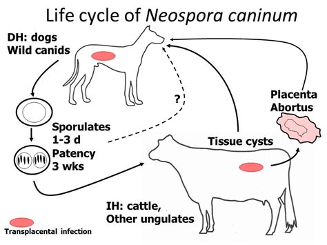  Neospora! De sluipende parasiet die boeren en dierenartsen de nachtmerrie bezorgt